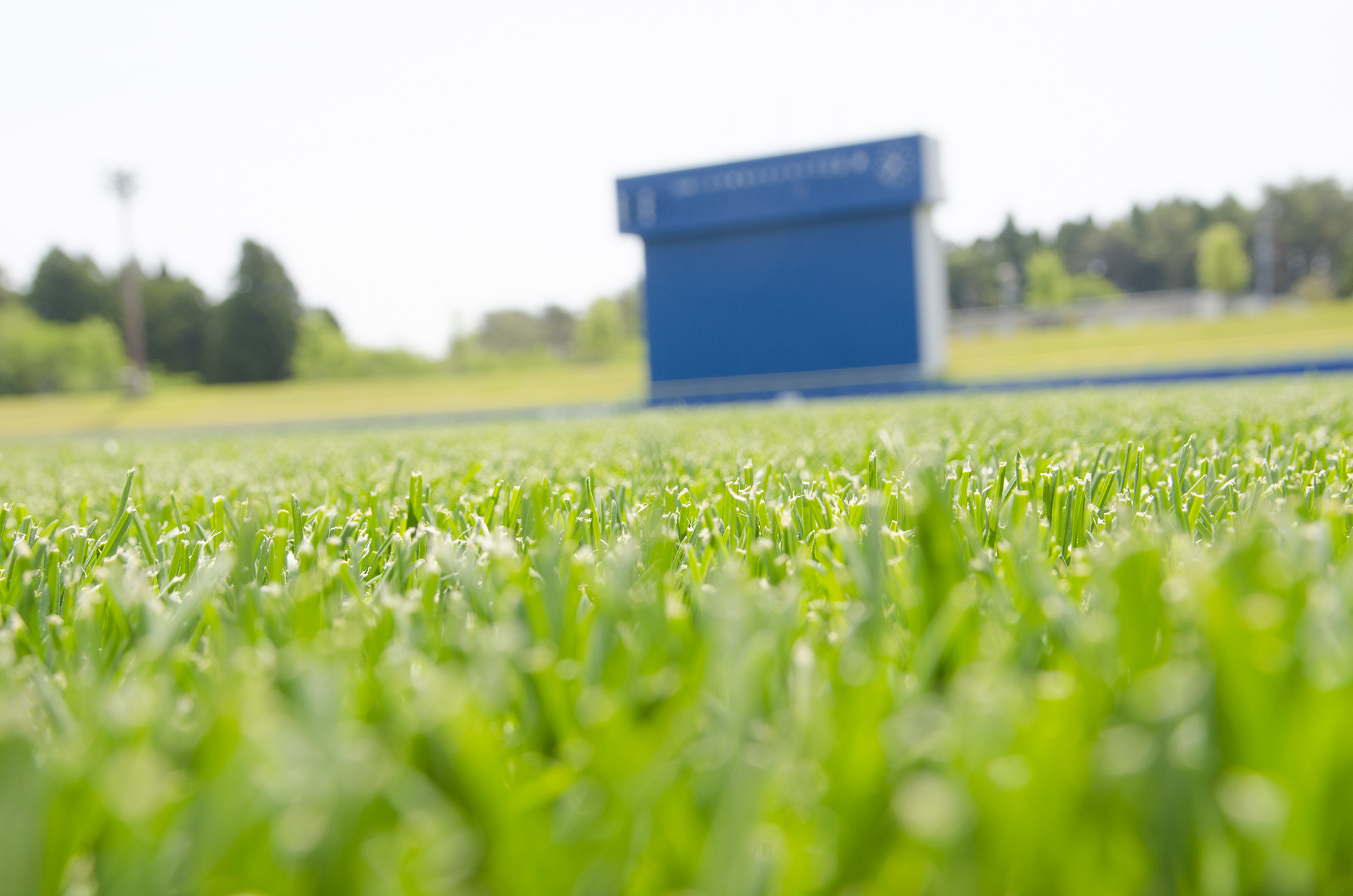 青いスコアボードを緑の芝生のアップ越しに撮影した写真