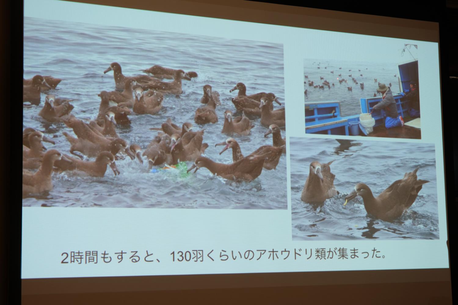 海上で多数のアホウドリ類が水面に集まり、船上から餌をまく人の様子や餌をくわえる個体が写された写真と「2時間もすると、130羽くらいのアホウドリ類が集まった」という説明文のあるスライド写真