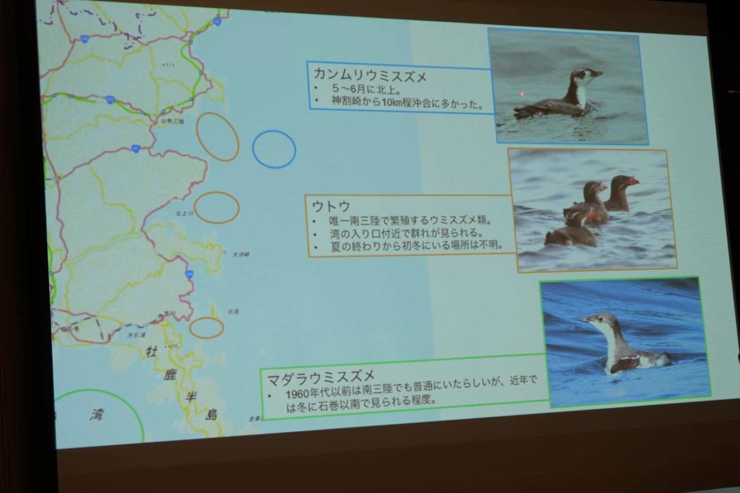 カンムリウミスズメ、ウトウ、マダラウミスズメの分布や特徴を地図と写真で紹介するスライドの写真