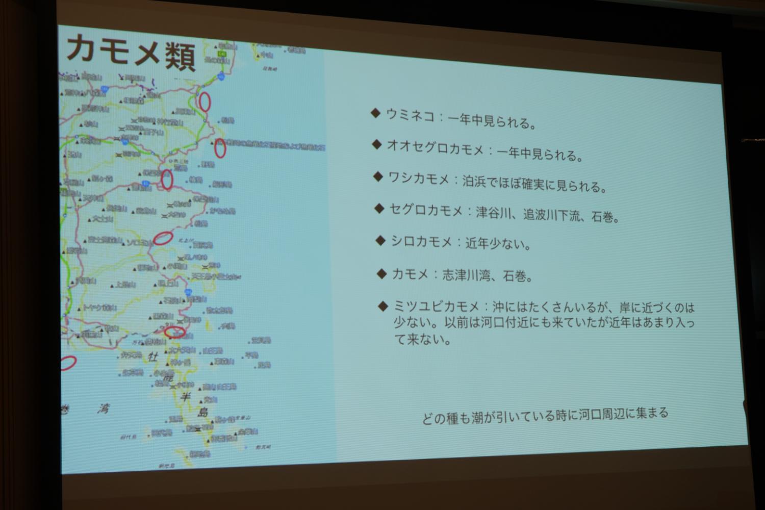 南三陸沿岸の地図とともに、ウミネコ、オオセグロカモメ、ワシカモメなど各種カモメ類の観察時期や出現場所を説明し、河口付近に集まる傾向なども記したスライドの写真