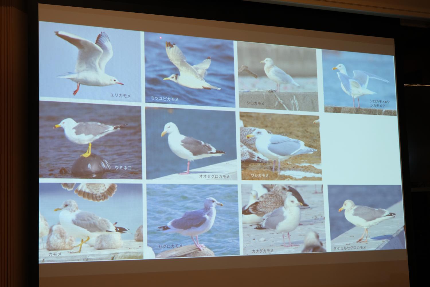 ユリカモメ、ミツユビカモメ、ウミネコ、ワシカモメ、カモメ、タイミルセグロカモメなど、多様なカモメ類の飛翔や止まり姿をそれぞれ個別に示した種別紹介スライドの写真