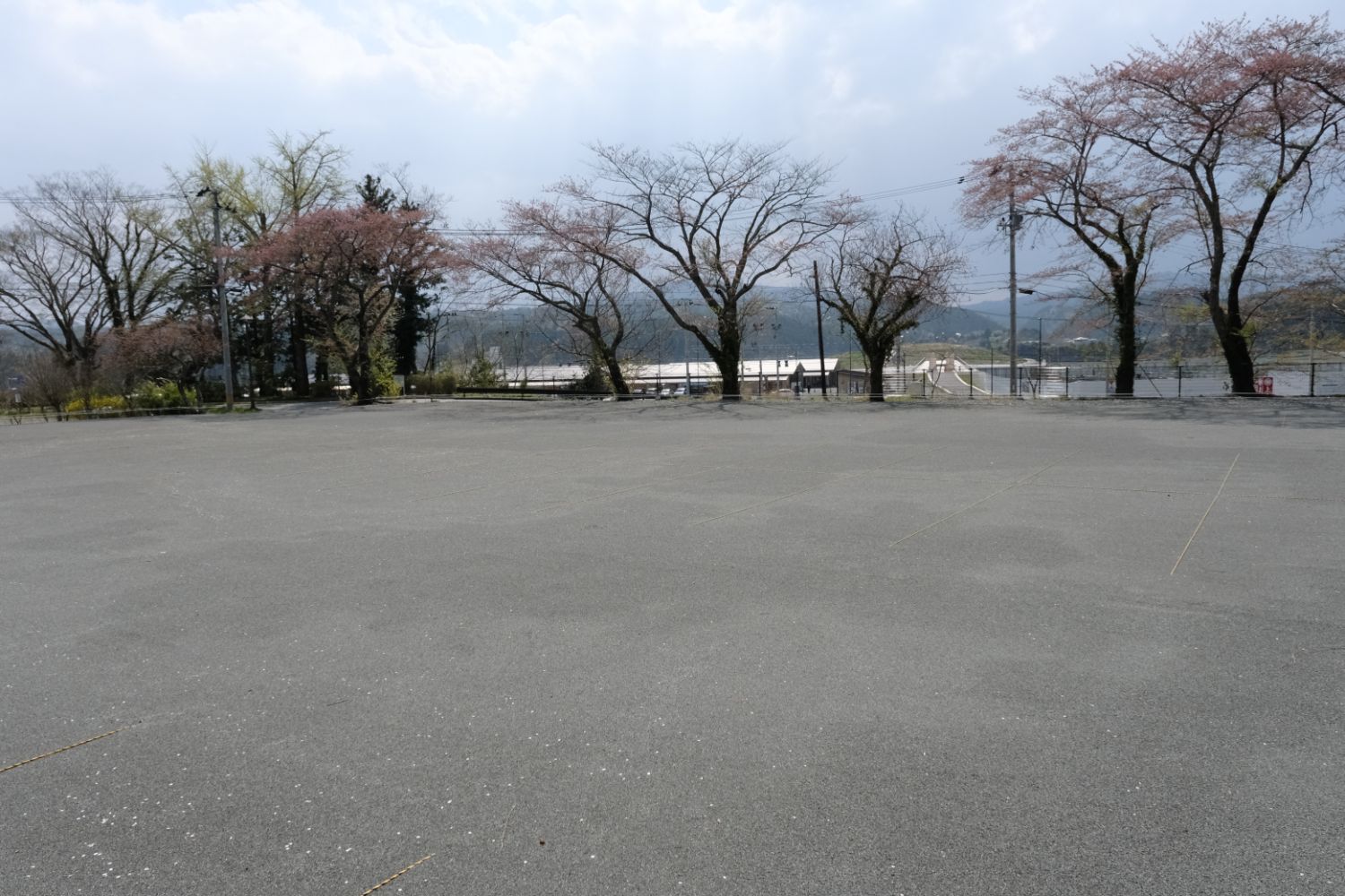 桜の木が並び舗装された広い空き地が広がっている写真