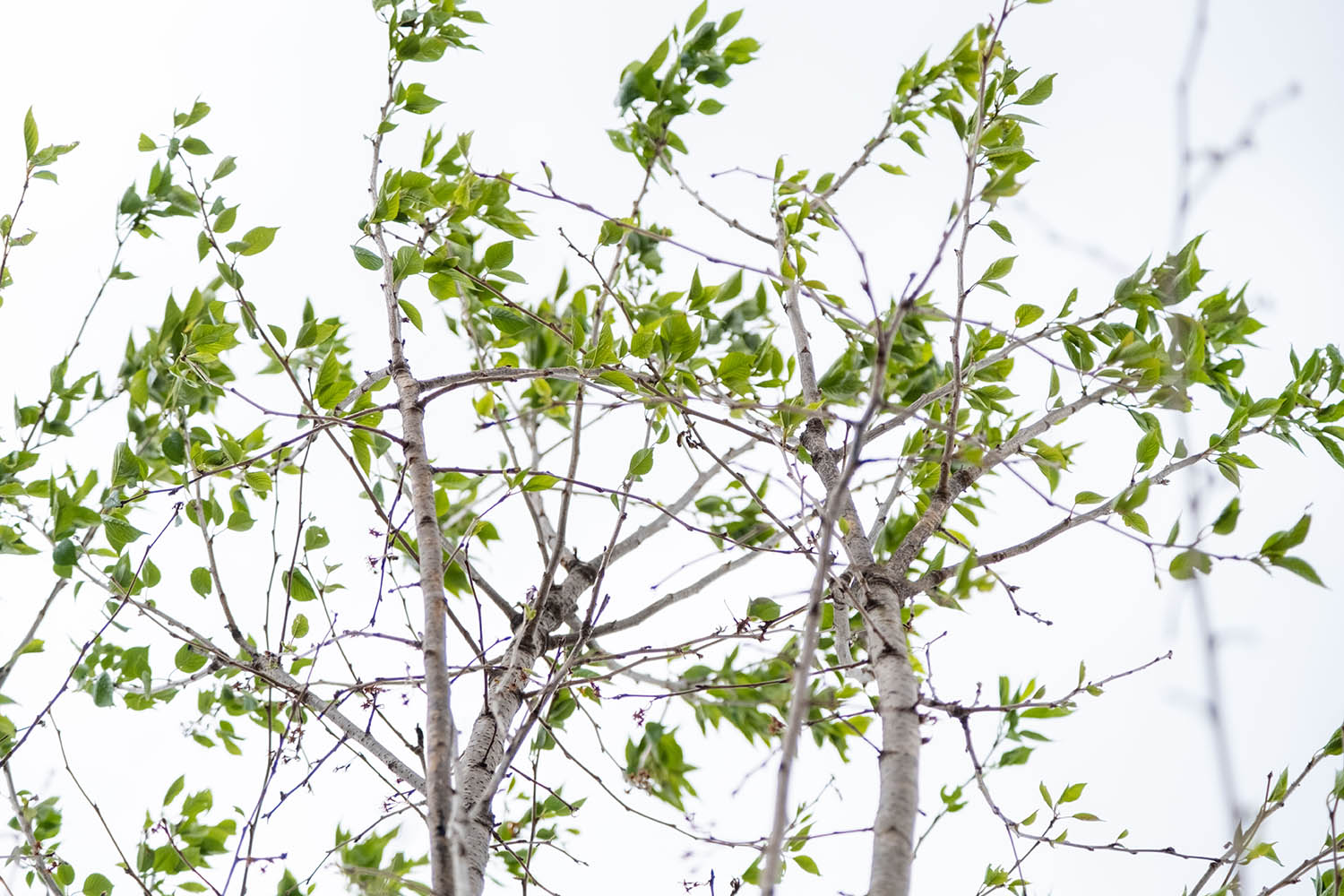 若木の桜の木から葉が芽吹き始めた上部を空越しに見上げた構図で写した写真