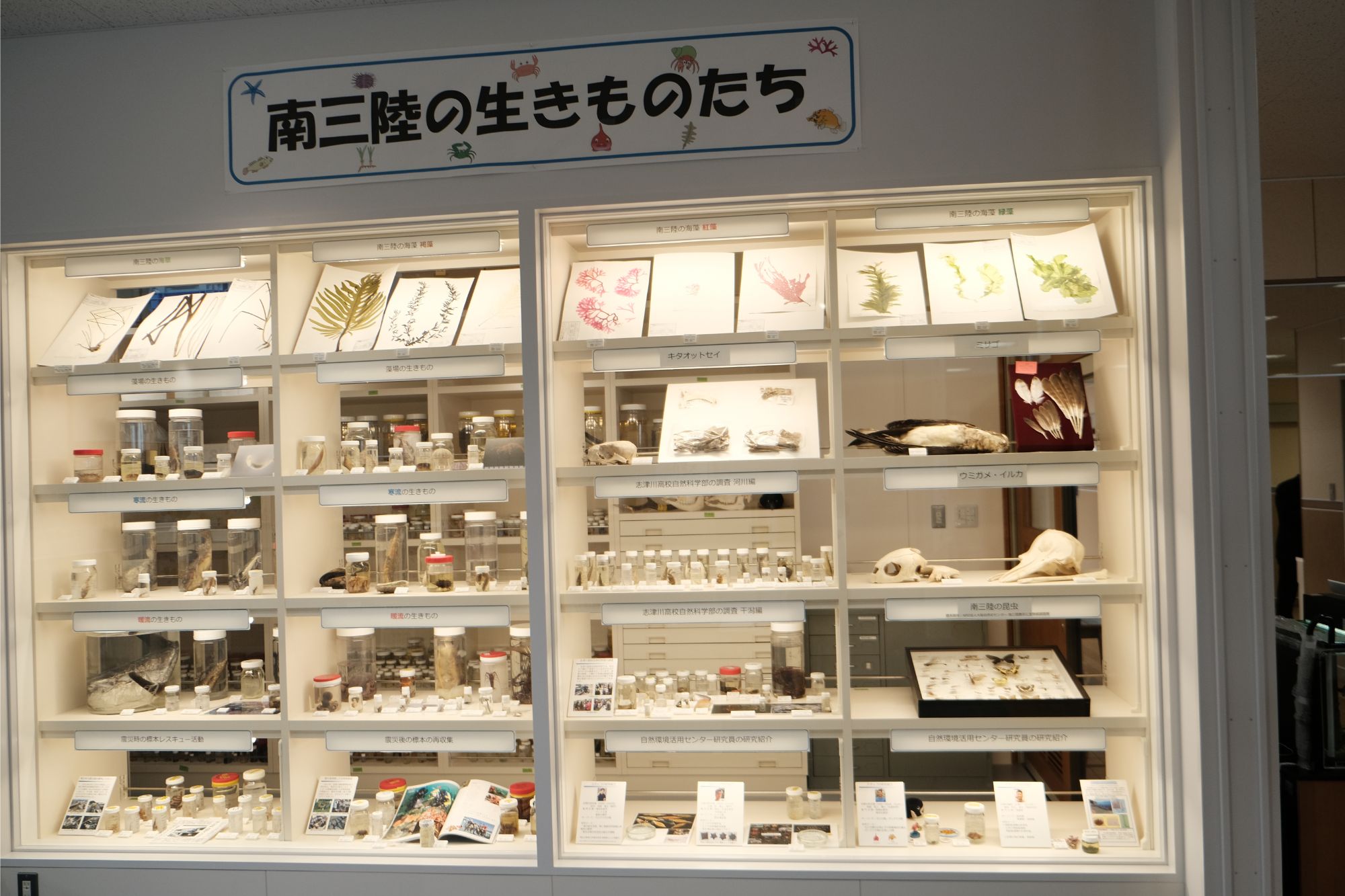 「南三陸の生きものたち」と題された展示ケースに、植物標本や昆虫、動物の頭骨などが棚に整理され、説明カードとともに並べられている写真