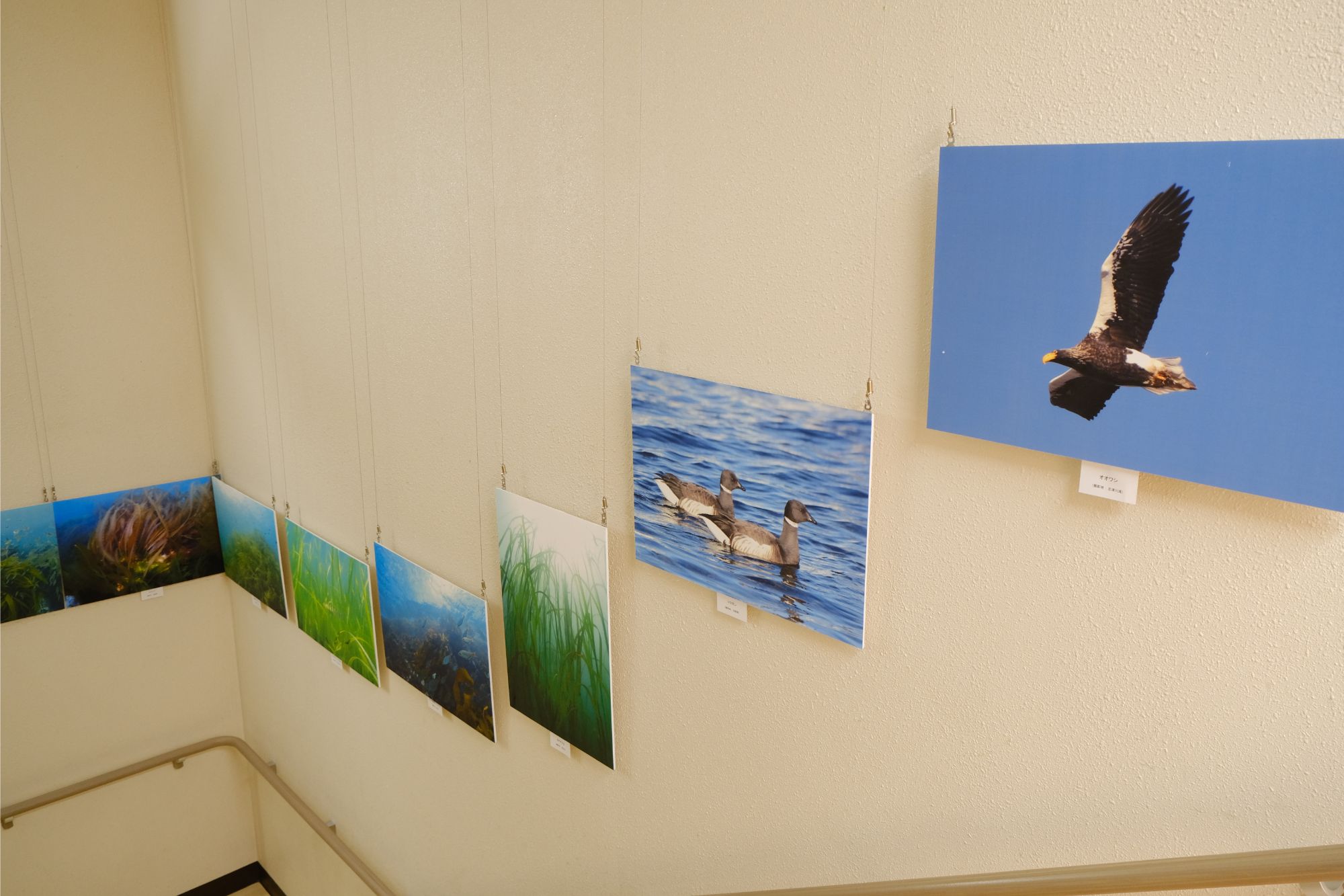 階段の壁に水中植物や水辺の風景、空を飛ぶ鳥などの自然をテーマにした複数の写真が飾られている展示スペースの写真