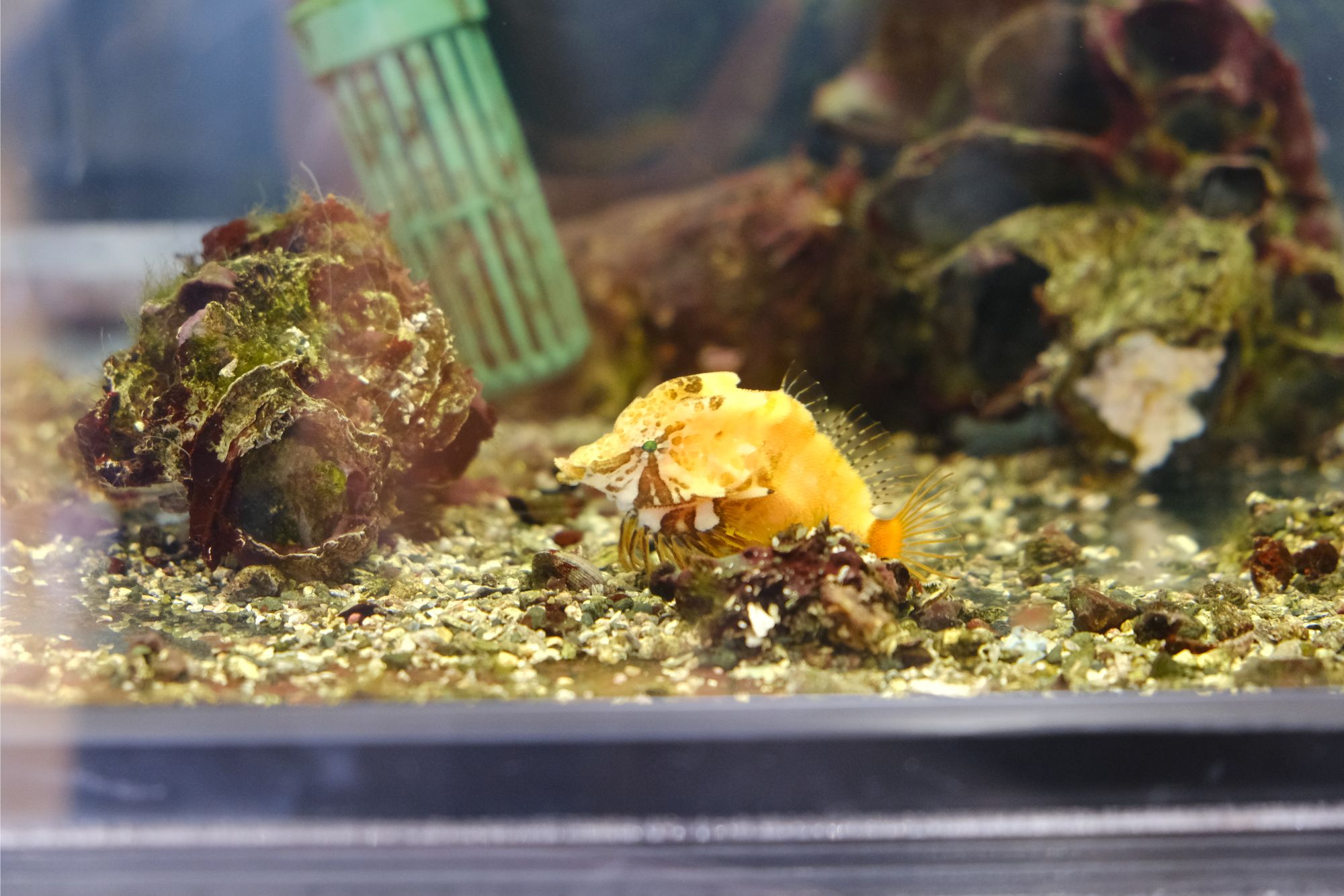 水槽の底に黄色と白の模様を持つクチバシカジカが砂利の上で休んでおり、周囲には岩や藻に覆われた物体が点在し、背景には緑色の円筒形の装置が見える水槽の中の写真