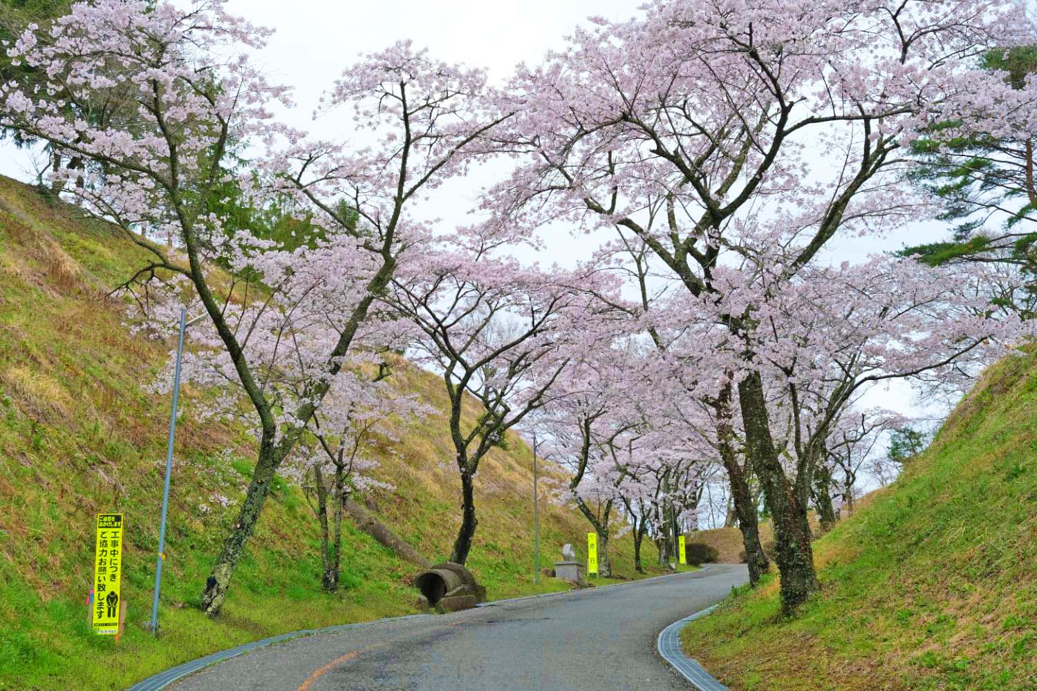桜並木の中をゆるやかに曲がる学校へ続く坂道の風景の写真