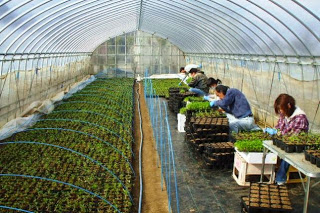 ビニールハウスの中で作業をしている人達の写真