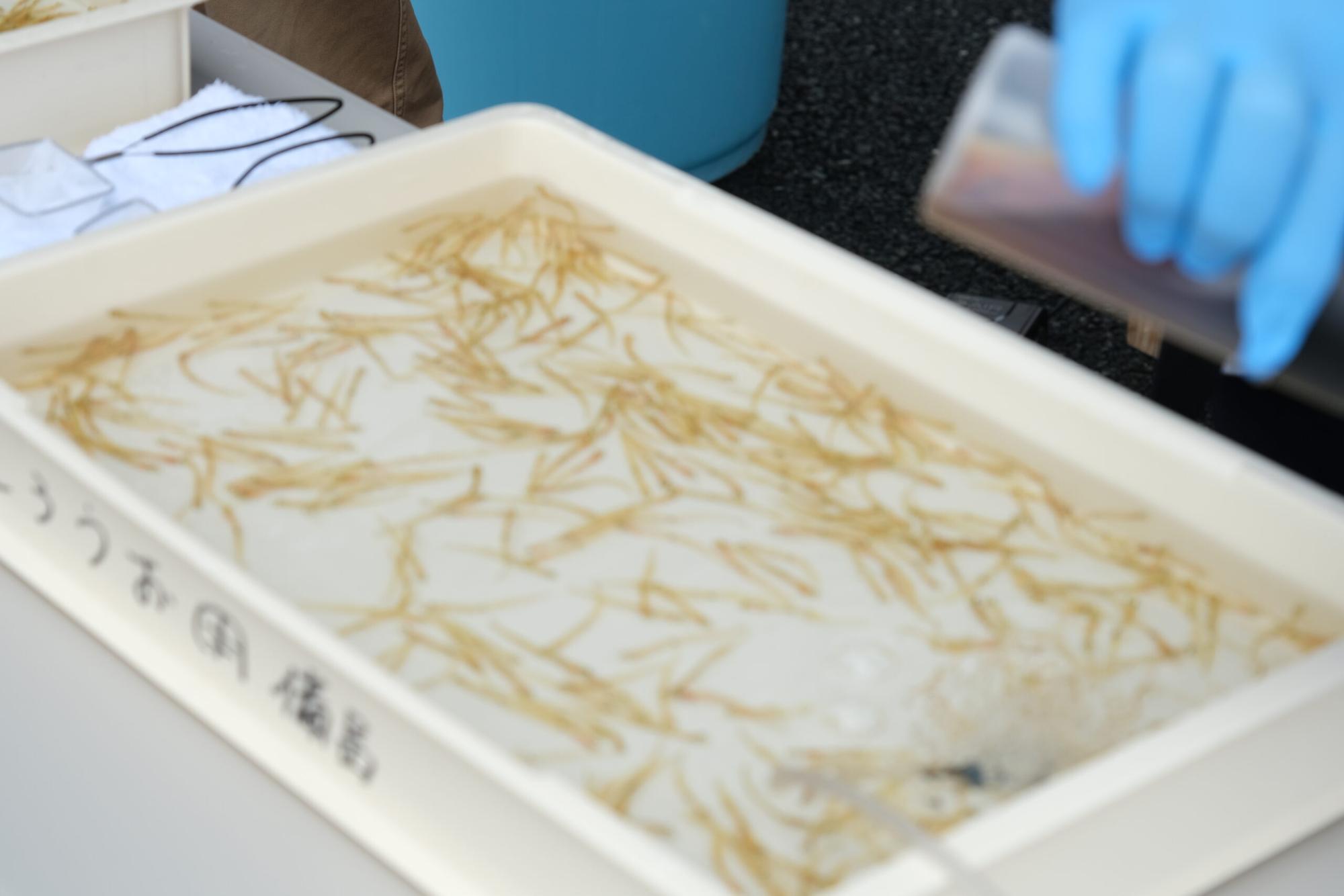 白いコンテナ容器の中でたくさんの透明のしろうおが泳いでいる写真