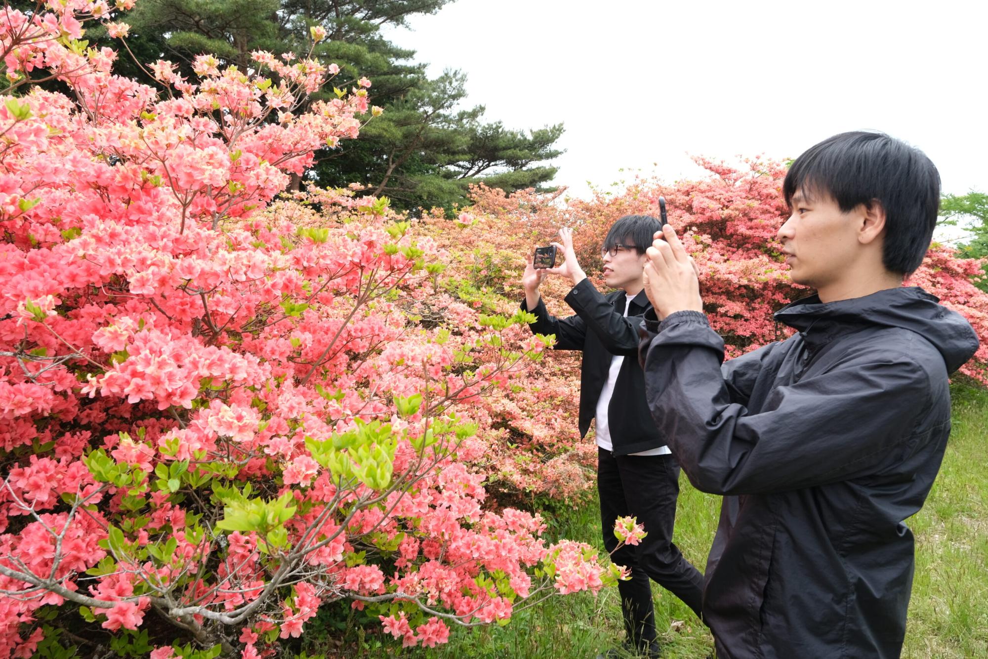 のぶといっちーが満開のピンク色のツツジの花をスマートフォンで撮影している様子の写真