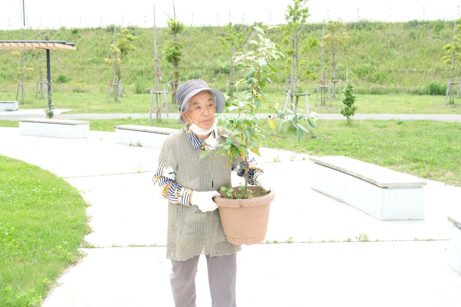 女性が鉢植えの苗木を両手で持って歩いている様子の写真
