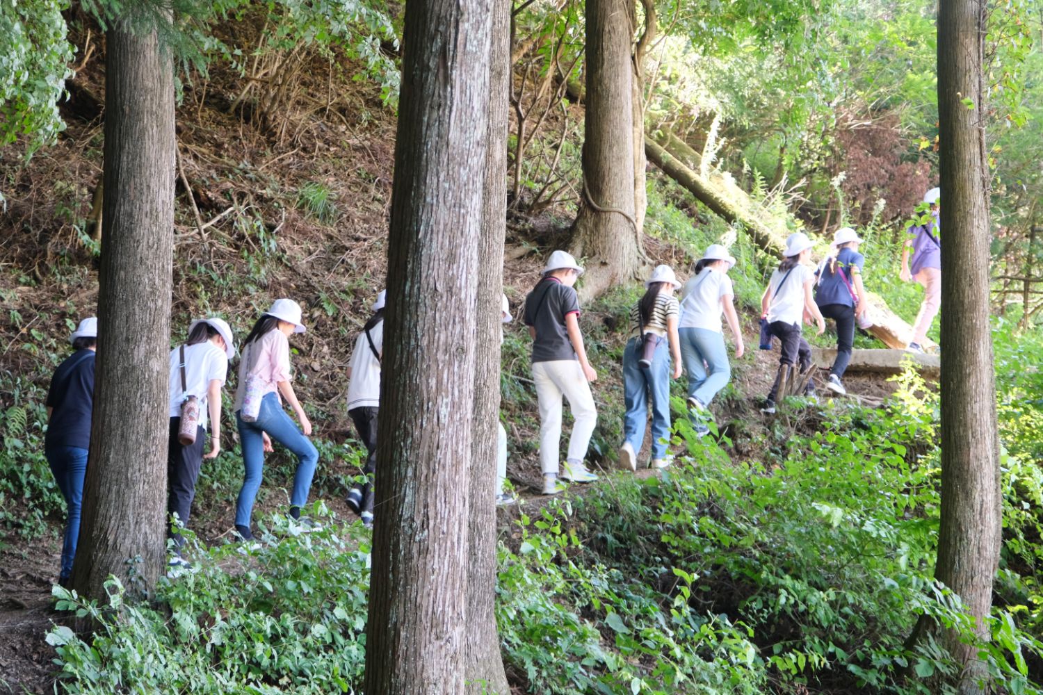 白い帽子をかぶった子供たちが豊かな山道を一列になって登っている様子の写真