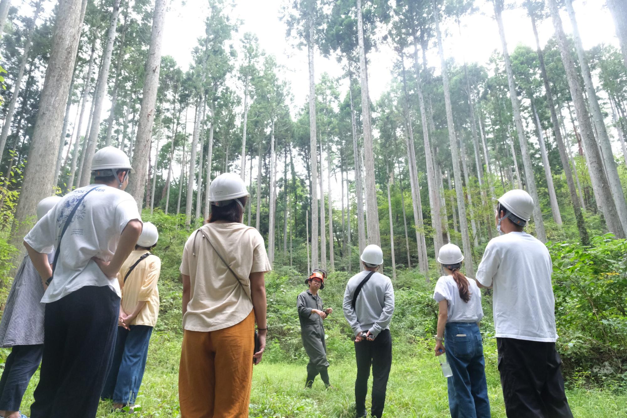 背の高い杉の林の中で、白いヘルメットをかぶった参加者たちが、作業服姿の案内人の話を聞きながら木々を見上げている様子の写真