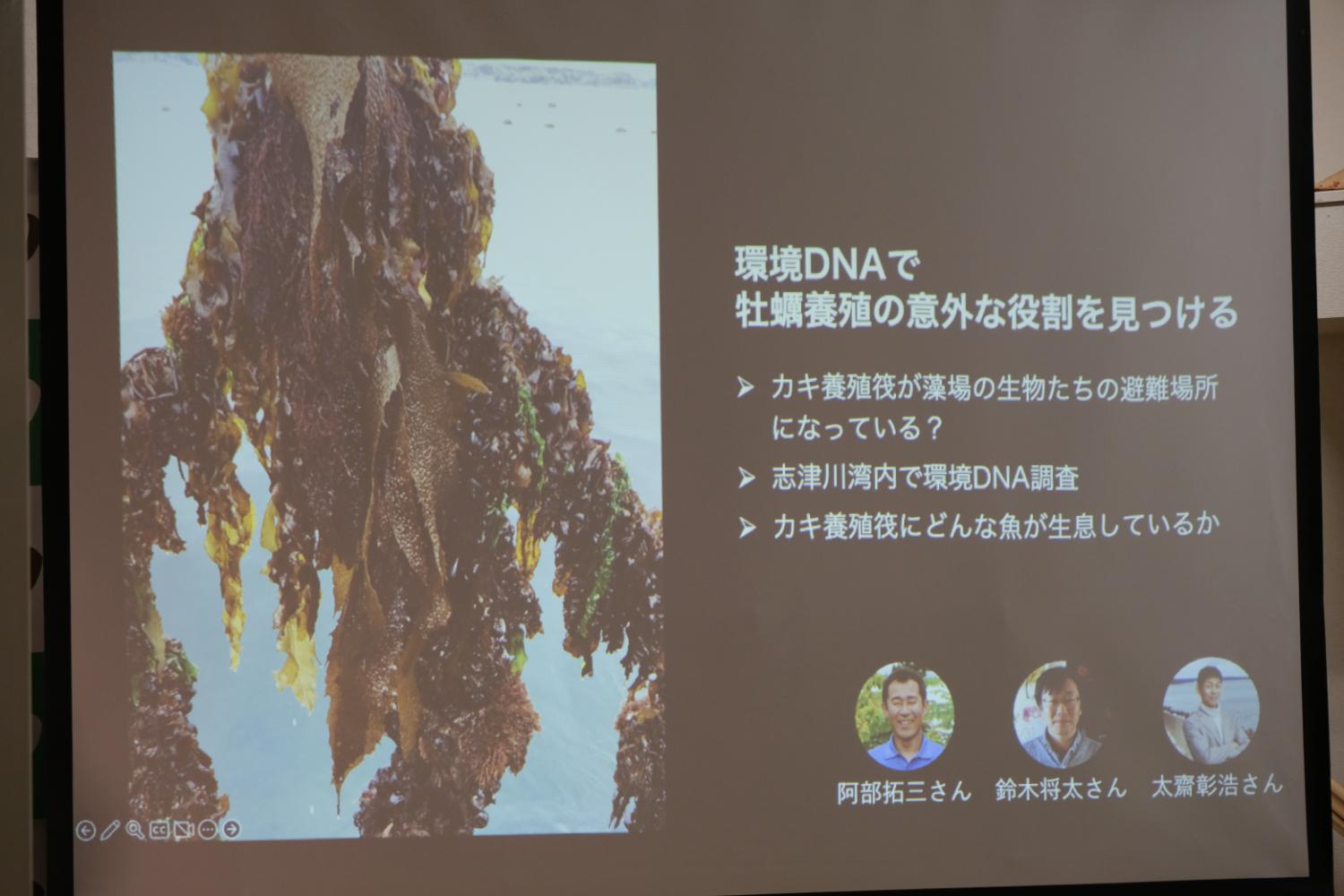 環境DNAを用いて牡蠣養殖筏が生物の避難場所になっているかを調査し、その意外な役割を明らかにすることを説明するスライドで、海藻の写真と研究者の顔写真が表示されている写真