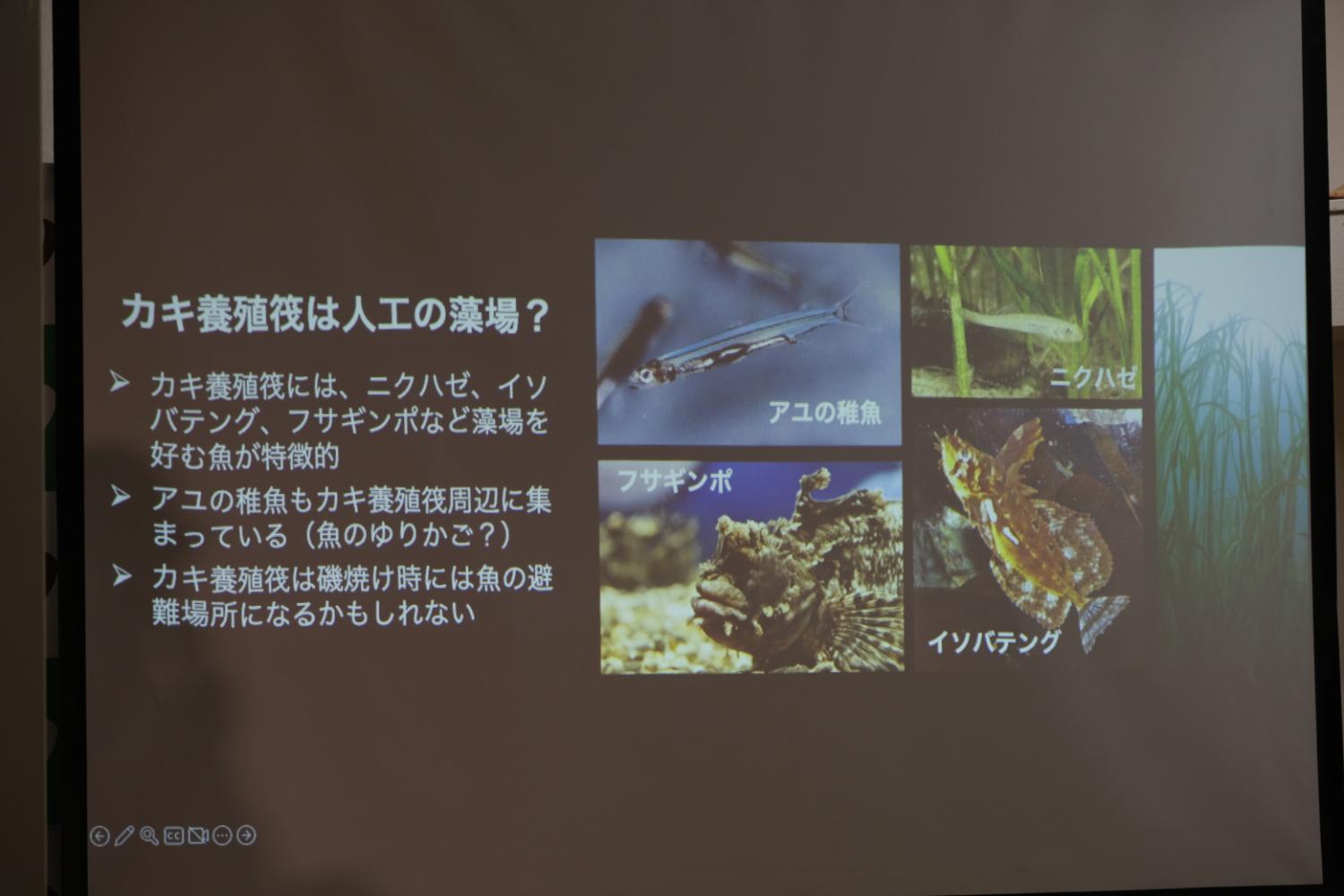 牡蠣養殖筏が人工の藻場となっており、そこに集まる魚類の例としてアユの稚魚、ニクハゼ、イソバテング、フサギンポなどの写真を紹介し、魚の避難場所としての可能性を示すスライドが表示されている写真