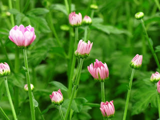 緑の葉に囲まれた中で、ピンク色のつぼみがふくらみ始め、いくつかの菊の花が咲きかけている様子の写真