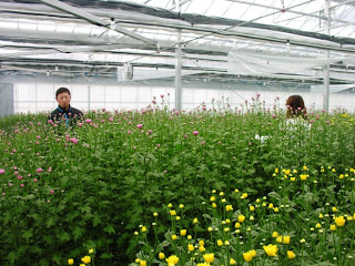 緑の葉に囲まれた中で、ピンク色と黄色い菊のつぼみが膨らみ始めているビニールハウスの中で、博喜さんご夫婦が作業をしている様子の写真