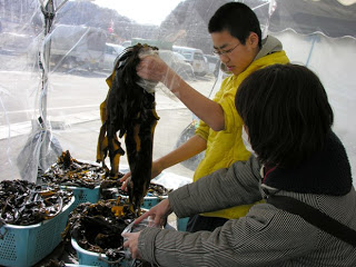 たらいに生わかめがたくさん入っており、黄色い服を着た男性が大漁の生わかめを手で持ち上げ作業をしている様子を写した写真