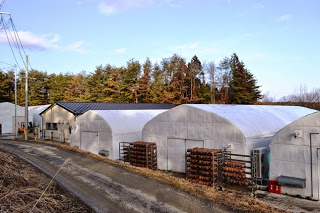 林に囲まれた場所に白いビニールハウスが複数並び、外には栽培用の菌床ブロックが金属の棚に積まれている写真