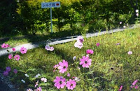 「コスモス園」と書かれた案内板の前に、道沿いに咲くピンク色のコスモスの花々が広がっている写真