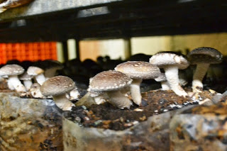 菌床の上に肉厚のしいたけが密集して生えている様子をアップで撮影した写真