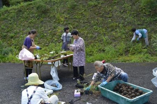 屋外で数人の女性がテーブルや地面で苔玉づくりの作業をしており、背後には草の斜面が広がっている写真