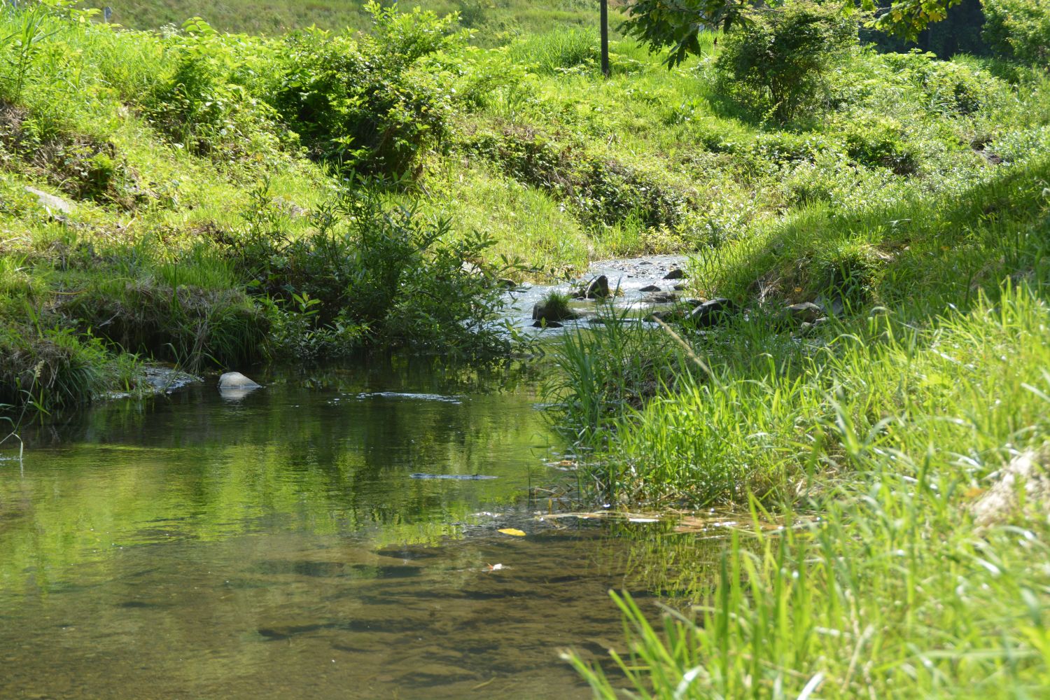 昼間の明るい川辺に水が静かに流れ、緑の草や低い茂みが周囲をおおっている自然豊かな小川の写真