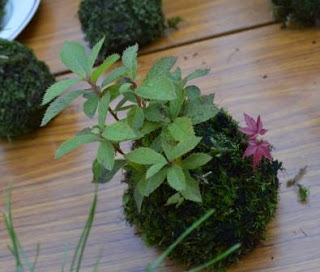 木のテーブルの上に置かれた苔玉から若い植物が元気よく伸びている様子の写真