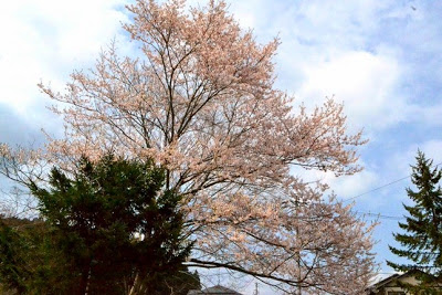 雲が多い青空を背景にして、常緑樹の横の桜の木が淡いピンク色の花を満開に咲かせている様子を見上げて写した写真