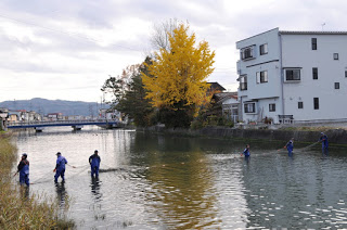 川岸には黄色に染まったイチョウの木が立ち、背景には建物と遠くに橋が見える川で、青い作業着を着た人々が川の中に立ち、漁網を持って作業している様子の写真