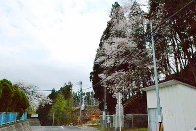 道路の右側に白い建物があり、その背後の斜面の杉林にピンク色の花を咲かせた数本の桜の木が並んでいる写真