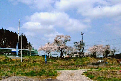 青空の下、左側に建物がある小高い丘の上に、満開の桜の木が数本並んでいる写真