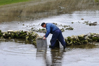 川の中に石で囲った仕掛けのそばで、青い作業着を着た男性が透明な箱を水の中に沈めながら慎重に作業しており、水面にはわずかに波紋が広がっているしろうお漁の作業中の様子の写真