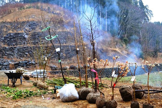 奥には煙が立ちあがり、左には複数のショベルを乗せた一輪車、自然の中苗木の根元が麻袋で包まれて置かれた、植樹の準備が整った様子の写真