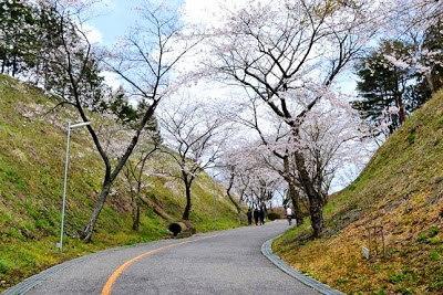 両側に草地の斜面がある舗装道路を歩く人たちが見え、道路の左右に植えられた桜の木が、淡いピンク色の花をたくさんつけた枝を広げトンネルを作っている写真