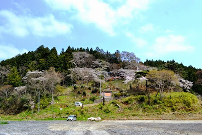 緑の木々に覆われた小高い山の斜面にたくさんの満開の桜の木が並び、その間を縫うように提灯が設置されたジグザグの参道が山頂まで続いている、春の山の全景写真