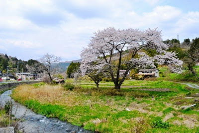 奥には民家や山が広がっている小川の傍に立つ、一本の大きな桜の木が満開に咲き誇っている里山の風景の写真