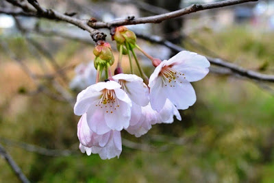 細い枝に咲いた淡いピンク色の桜の花をアップで撮影した写真
