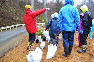 小さな苗木や白い袋が地面に並んだ場所に雨具を着た人々が集まり、赤いジャケットの男性が何かを指さしている植樹作業の様子の写真