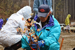 キャップを被り、水色のレインコートを着た男性が花の苗木を手に持ち、屋外で植え付け作業を行っている様子が写された写真