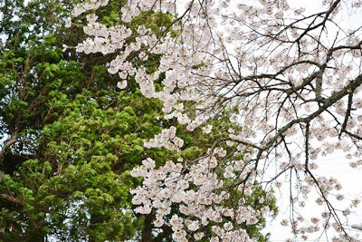 後ろの針葉樹の濃い緑色と、手前の桜の花の淡いピンク色のコントラストを鮮やかに写した写真
