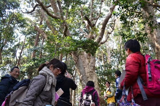 木漏れ日のさす森の中で、リュックを背負った参加者たちが大木を見上げている写真