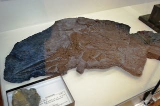 ガラスケースの中に展示されている大きな魚の化石で、茶色と黒の地層に魚の形がくっきりと残っている標本の写真