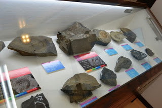 博物館の展示ケースの中にさまざまな形をしたアンモナイトなどの化石が整然と並べられていて、各化石の前には色とりどりの解説カードが置かれているアンモナイトなどの化石展示の写真