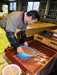 黄色いエプロンを着けた男性が、木の作業台の上で魚卵が入った青いバケツを水につけている様子の写真