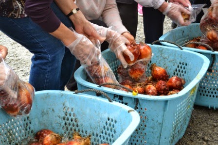 両手にビニール製の手袋をつけた人々が、袋に青いカゴの中に入っているホヤを詰めている様子の写真