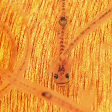 酢醤油が入った中で泳いでいる細長い体をしたしらうおが泳いでいる様子をアップで撮影した写真