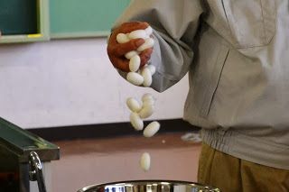 作業着を着た男性が、手でつかんだたくさんの白い繭を、手のひらからステンレスボウルの中に落としている様子を写した写真