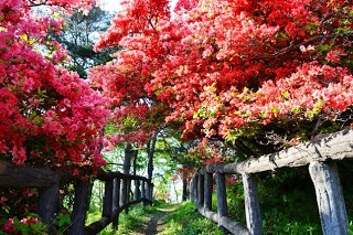小道の両側に満開の赤やピンクのツツジがこんもりと咲き、木の柵に囲まれた道が奥へと続いている、 ツツジのトンネル道の写真