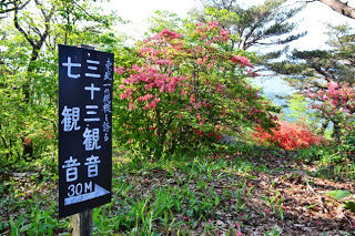 ツツジの茂みが広がり、道が奥へと続いている手前に、右方向を指す矢印と「三十三観音 七観音 30メートル」と書かれた黒い案内板の写真